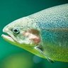 MikeHermanTrout 的头像