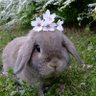 francoise 3733's profile picture