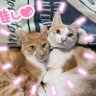 🍀🐱あさり🐱🍀's profile picture