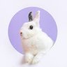 Bunny bun bunny's profile picture