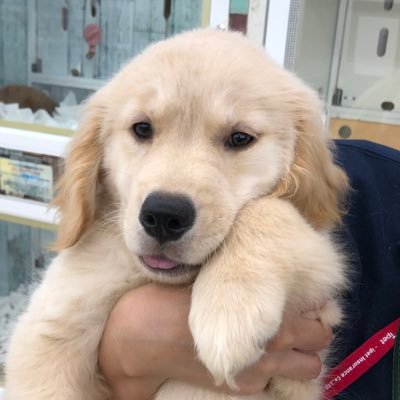 そら🐾ゴールデンレトリーバー's profile picture