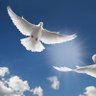 peace bird's profile picture