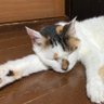 みけこ's profile picture