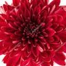 RedChrysanthemum profil fotoğrafı