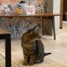 ばけ猫の真実's profile picture