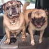 pugmunster's profile picture