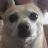 Simon_the dingler's profile picture