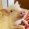 Profilbild von ProgressivePiggy🌹🏳️🌈🏳️⚧️🇳🇫🇵🇸🇺🇦🇸🇩