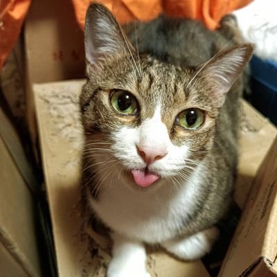 ちゅぴ's profile picture