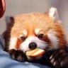 小熊猫饼干(Redpanda)'s profile picture