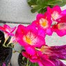 Фото профиля Narmee