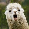 Фото профиля Lama