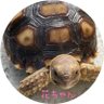 Фото профиля ケヅメの花ちゃん🐢とギリシャの大福🐢達の部屋