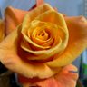 Фото профиля under Rose