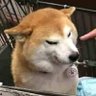 BONK 的头像