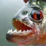 Фото профиля RingoThePiranha