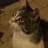 Profilbild von tantawan