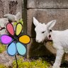 ひつじ profil fotoğrafı