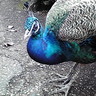 beautiful cosmos profil fotoğrafı