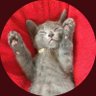 🌞かとる🌙 的头像