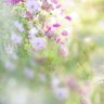Profilbild von 菜の花