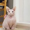 Master.腿毛 profil fotoğrafı