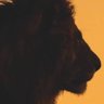 the lion 的头像
