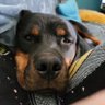 RottieOddie's profile picture