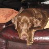 Profilbild von Jasper the talking dog