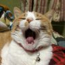 Profilbild von つるぎ𝕏