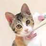 ちゃちゃママ's profile picture