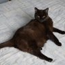 giskard's profile picture