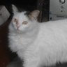 Jose Alberto Garcia's profile picture