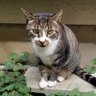 Profilbild von 虎太朗🐈⬛🎀