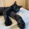 Фото профиля Gato