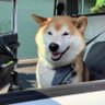 柴犬ムック&陸 的头像