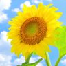 yua🌻 profil fotoğrafı