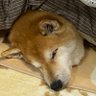 じゅんちゃん 的头像