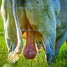 Bigbullballs's profile picture