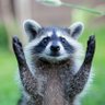 Raton Laveur Du Futur's profile picture