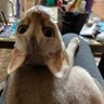 ばーし 的头像