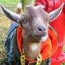 RabbitGoats profil fotoğrafı
