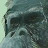 Predo o Neandertal's profile picture