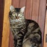 Mi Pequeña Bagira's profile picture