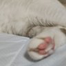 ぽんきち 的头像