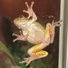 Ice Frog's profile picture