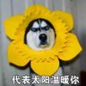 蔓草's profile picture
