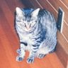 野良猫ゴンゾウ's profile picture