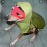 Middleage Muttant Ninja Tuttle profil fotoğrafı