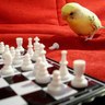 np profil fotoğrafı